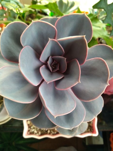  - Echeveria si alte suculente asemanatoare