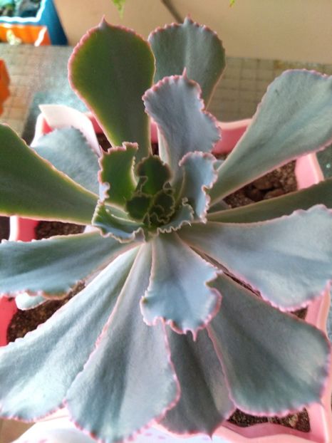  - Echeveria si alte suculente asemanatoare