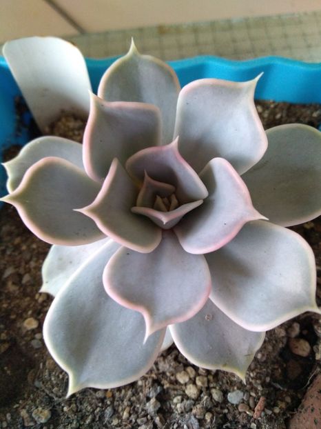  - Echeveria si alte suculente asemanatoare