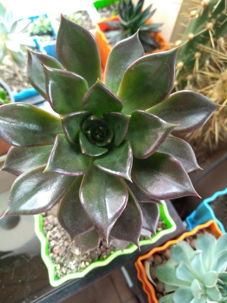  - Echeveria si alte suculente asemanatoare