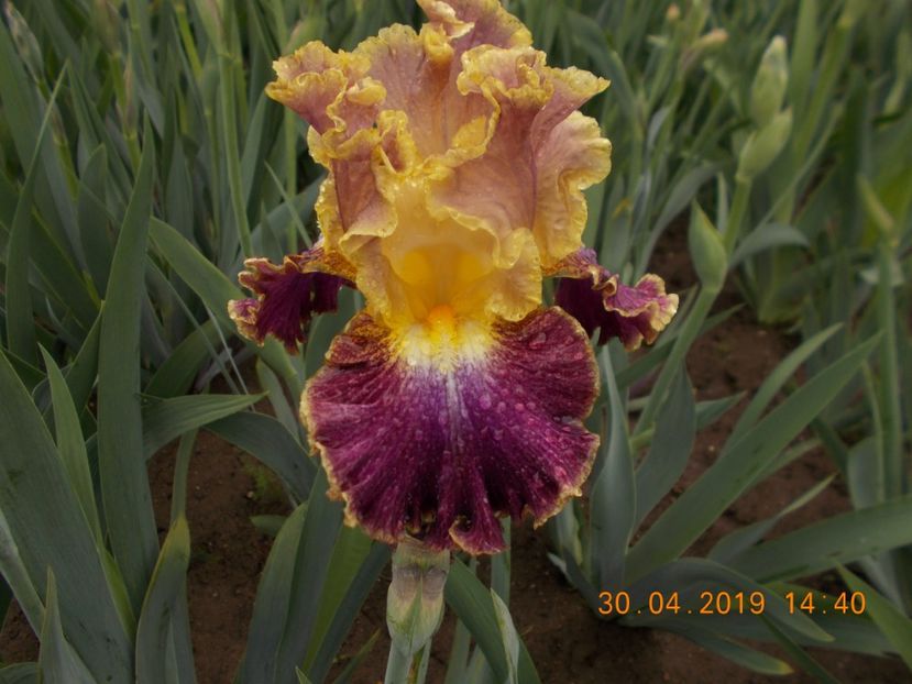 high master-12 - IRISI disponibili in 2019