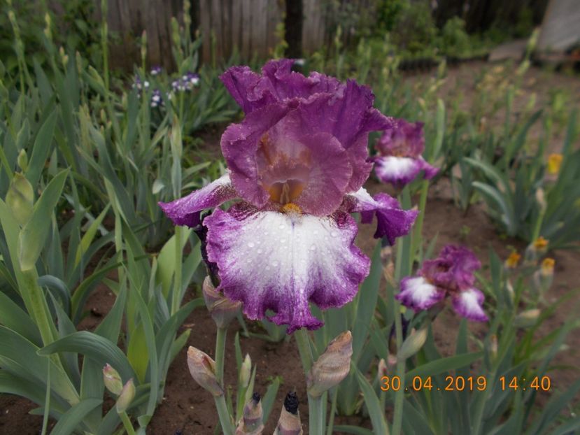 pr-r10,2-place your bets-12 - IRISI INALTI SI MEDII DISPONIBILI IN 2023 capitol 2