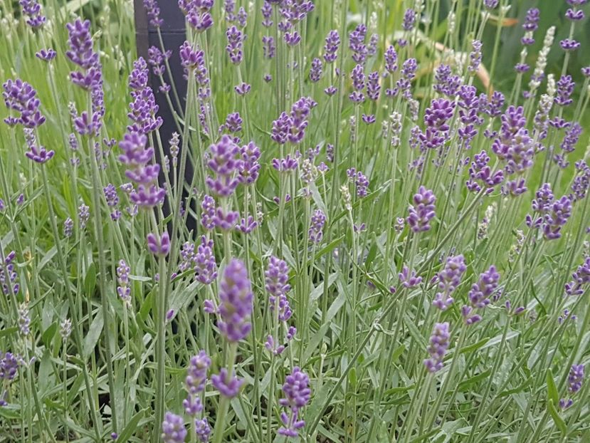 Lavandula angustifolia - Iunie 2019