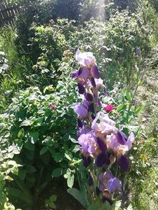 bicolor mov cu lila - irisi comuni