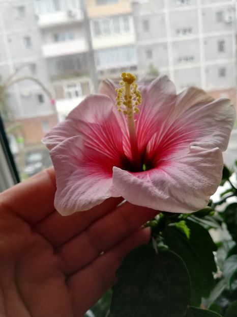  - Hibiscusi 2019