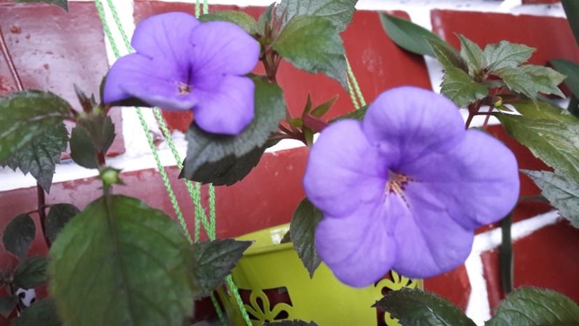 Aquamarine - 10 Achimenes 2019