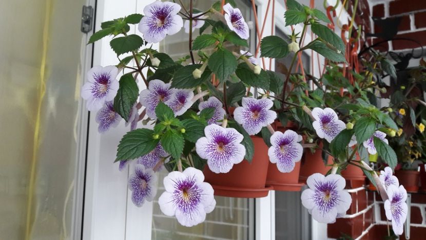  - 10 Achimenes 2019