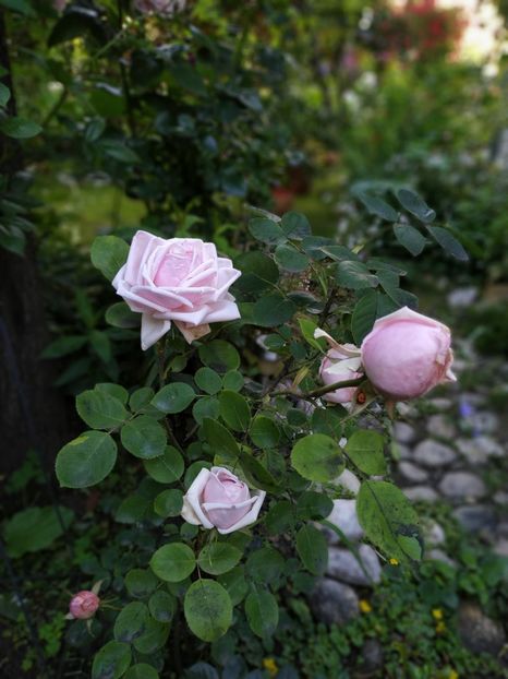  - Paul s Early Blush