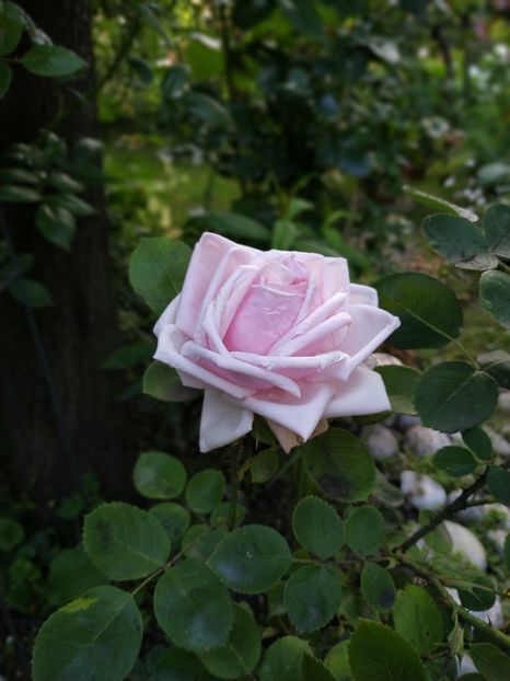  - Paul s Early Blush