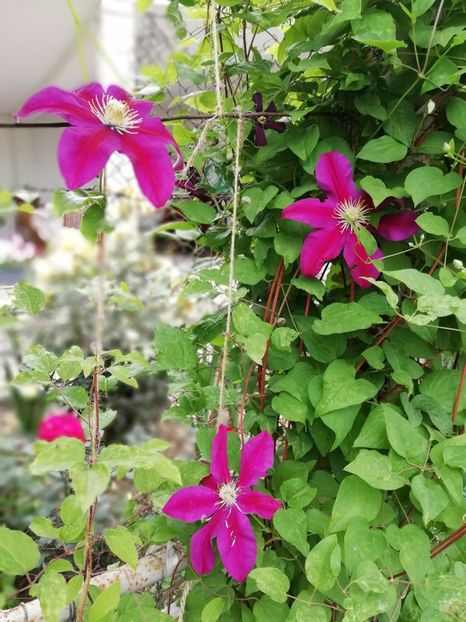 2019-4.06 - 07 Sunset