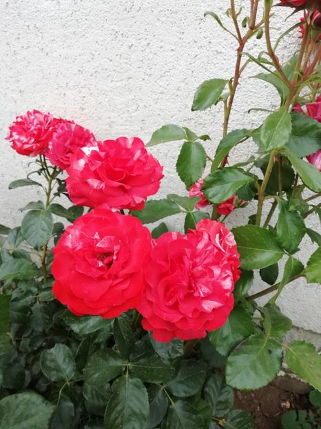 2019 - 4.06 - Brownie