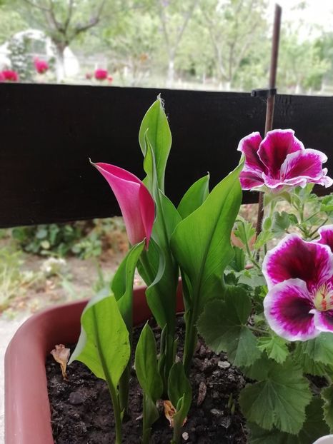 2019 - 4.06 - gradina 2019