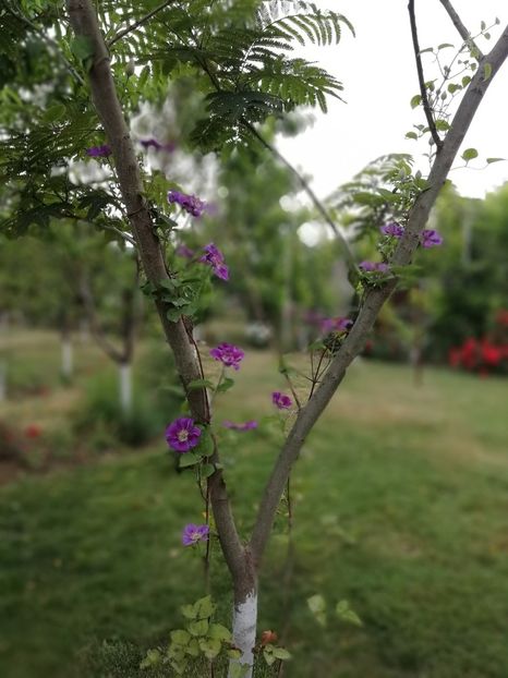 2019 - 4.06 - gradina 2019