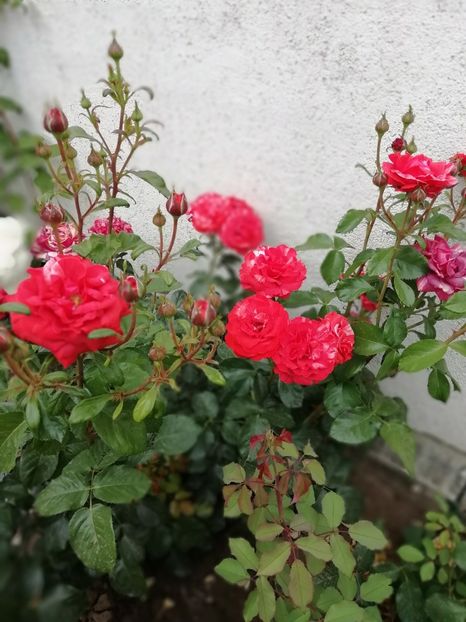 2019 - 4.06 - gradina 2019