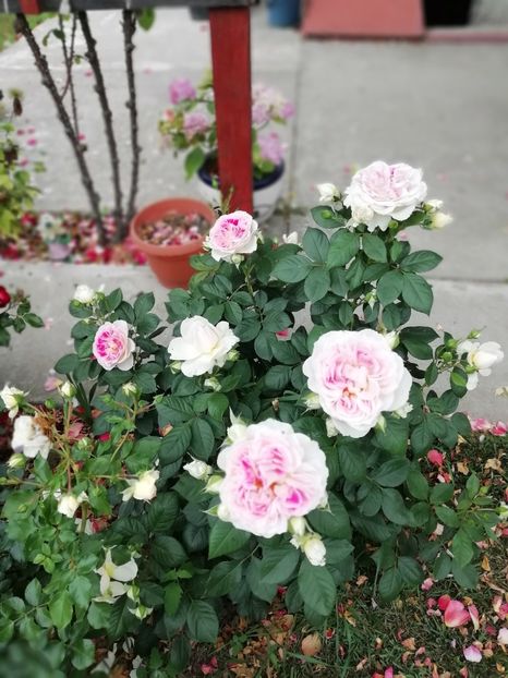 2019 - 4.06 - Guernsey