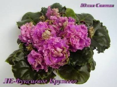 poza net - Fuksievoe krujevo