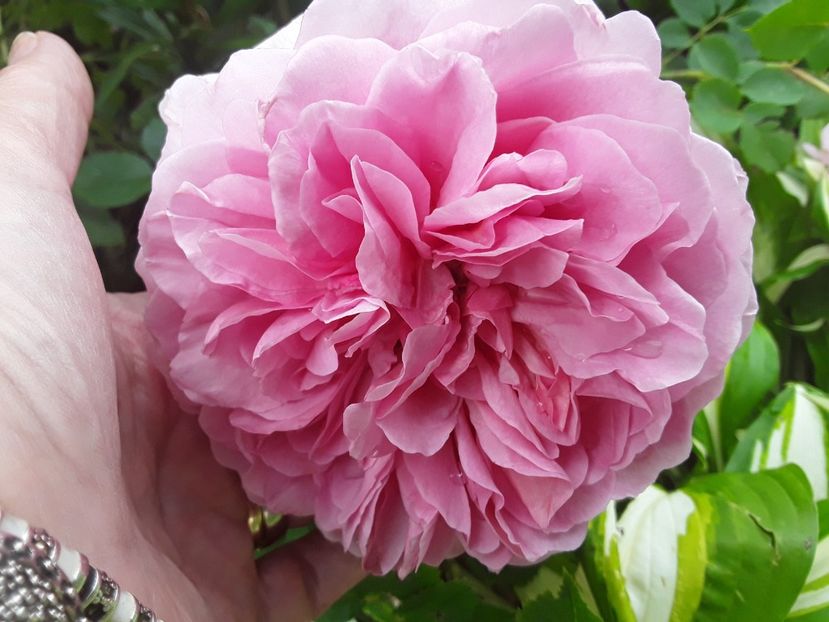  - Princess Alexandra of Kent