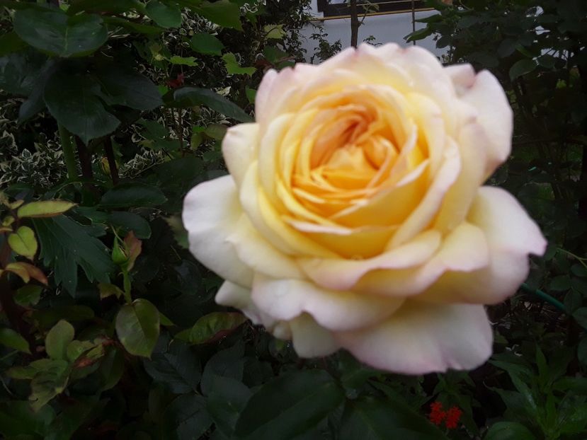  - Peace sau Gloria Dei