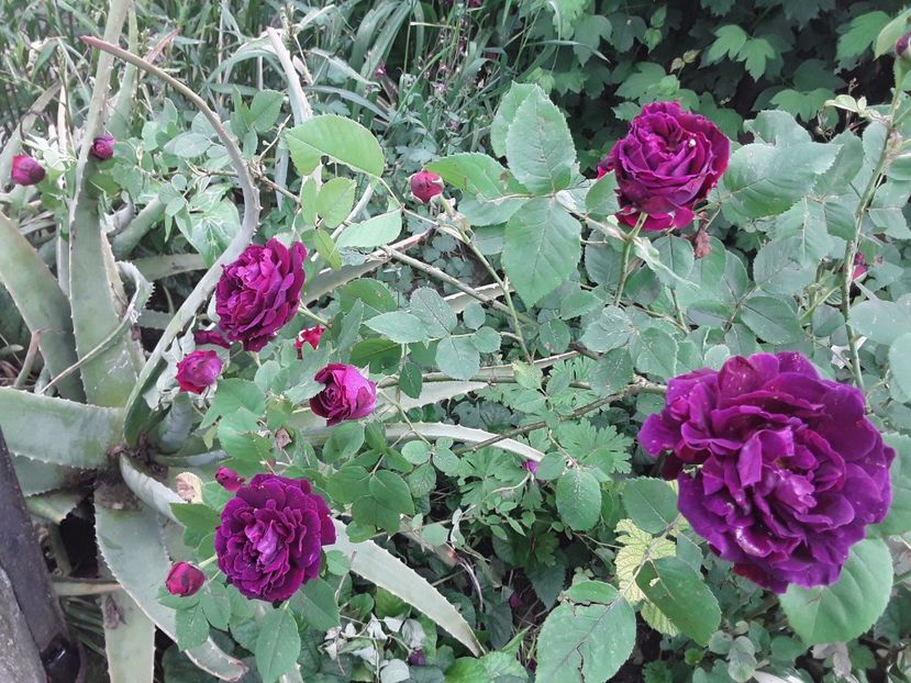  - Souvenir Du Dr Jamain