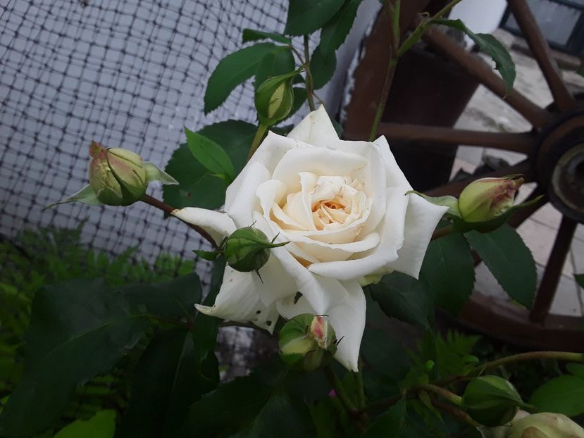  - Ilse Krohn Superior