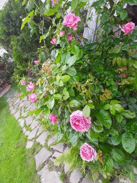  - Ilse Krohn Superior