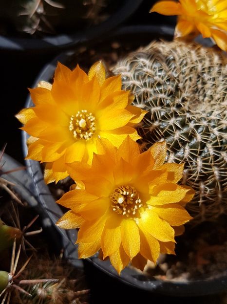  - Rebutia