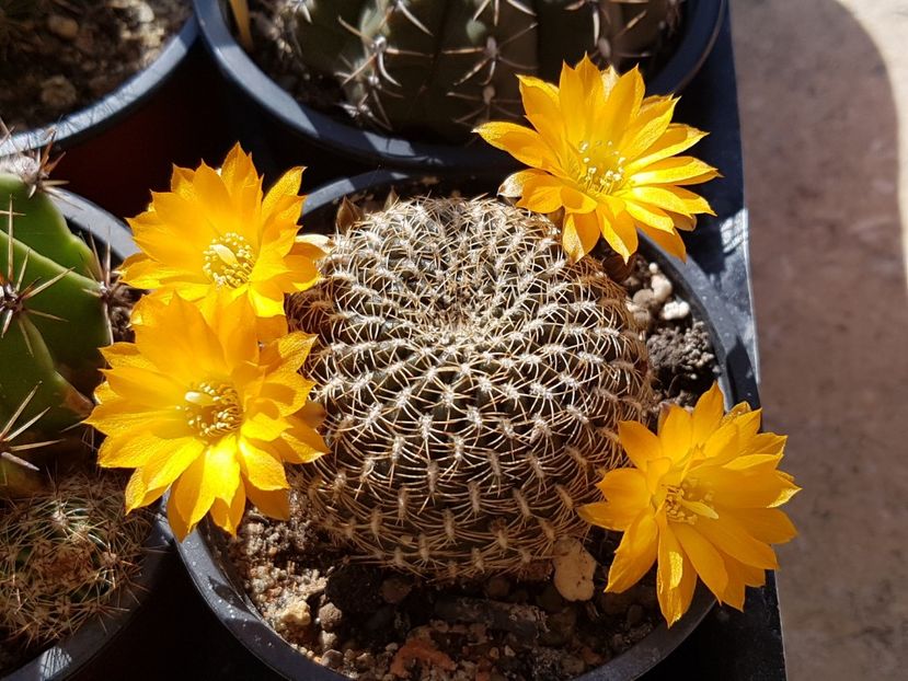  - Rebutia