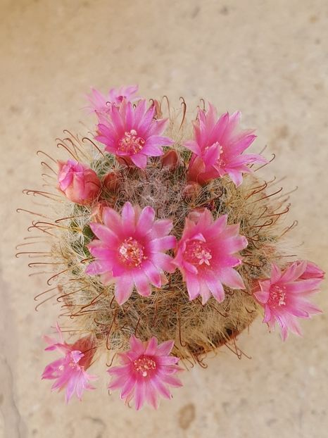 M. bocasana - Mammillaria