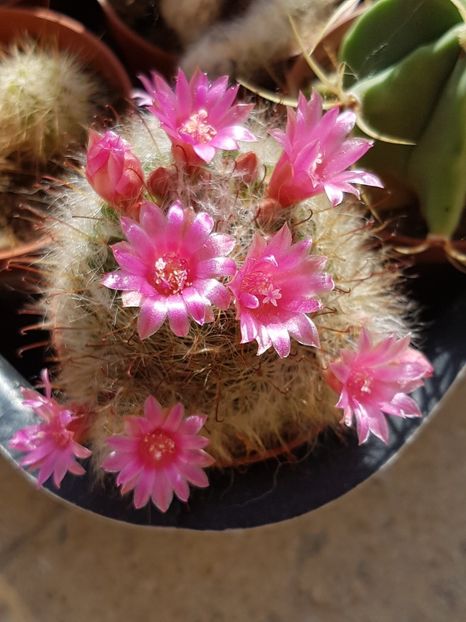  - Mammillaria