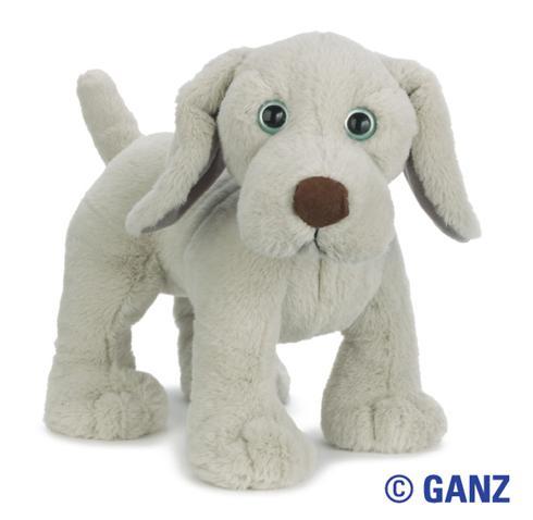 weimaraner