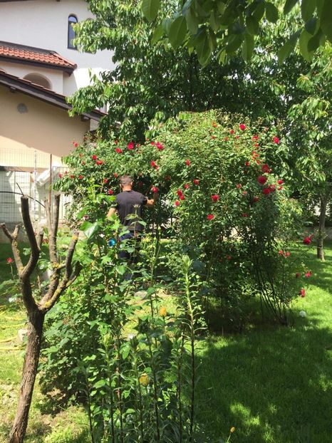 received_1257465347751792 - Din gradina