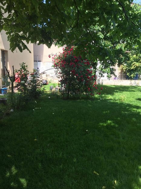 received_1374805939353884 - Din gradina