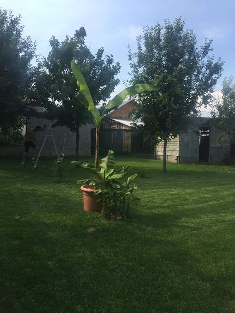 received_378231109706203 - Din gradina