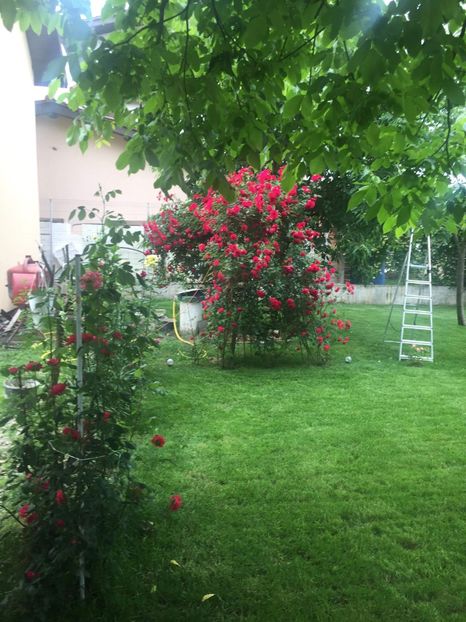 received_635740290235409 - Din gradina