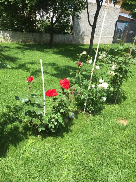 received_698378950592101 - Din gradina