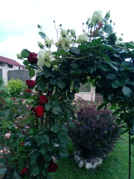  - Gradina iunie 2019