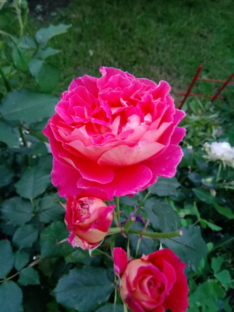  - Gradina iunie 2019