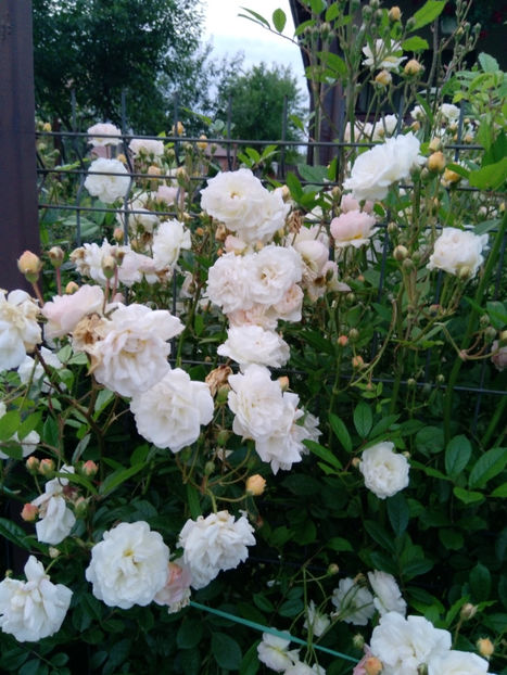  - Gradina iunie 2019