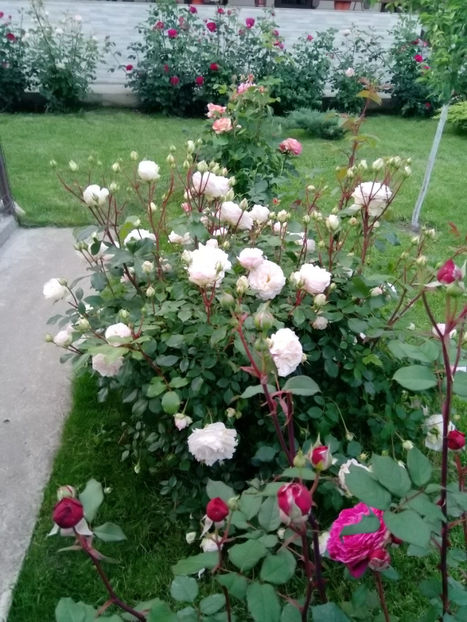  - Gradina iunie 2019