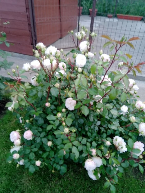  - Gradina iunie 2019