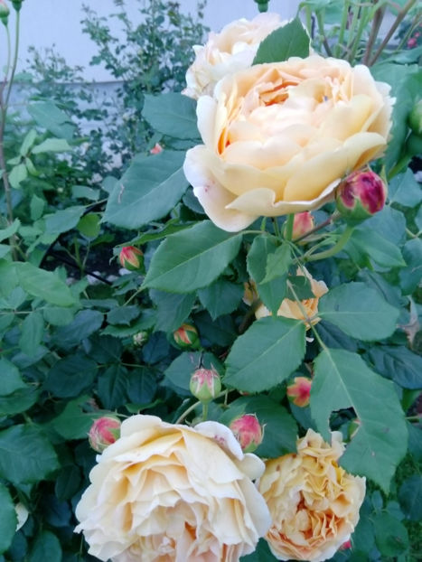  - Gradina iunie 2019