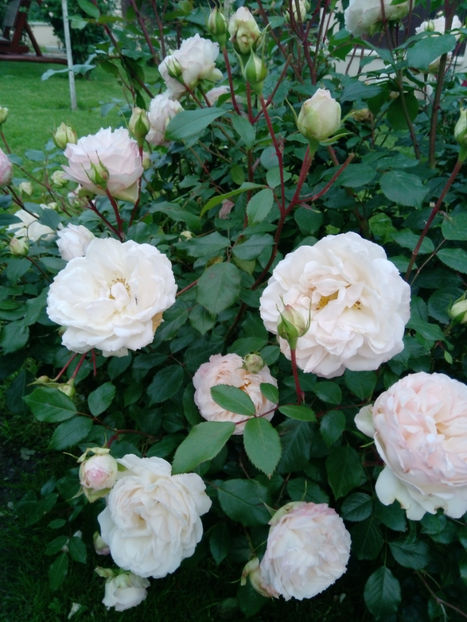  - Gradina iunie 2019