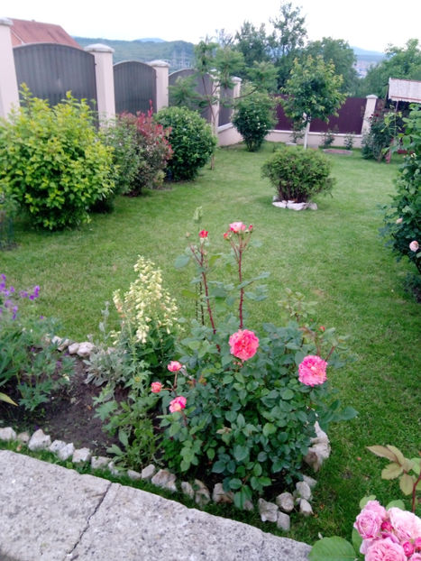  - Gradina iunie 2019