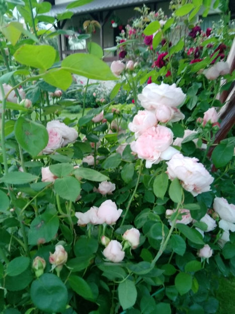  - Gradina iunie 2019