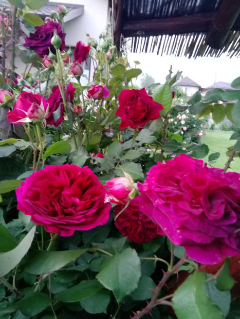  - Gradina iunie 2019