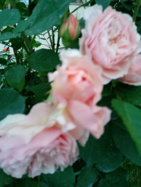  - Gradina iunie 2019