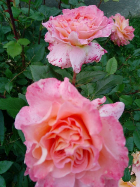  - Gradina iunie 2019