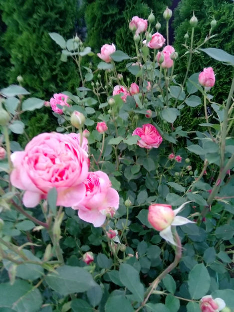  - Gradina iunie 2019