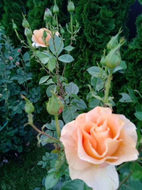  - Gradina iunie 2019