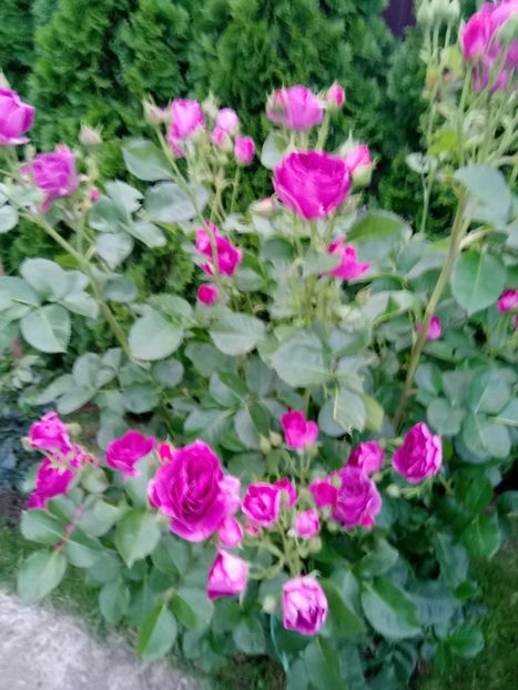  - Gradina iunie 2019